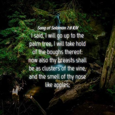 Picture 04 - Song of Solomon 7:8 KJV - I said, I will go up to the palm tree, I will - Bible Verse Picture