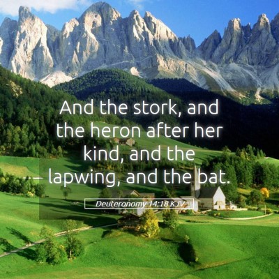Picture 05 - Deuteronomy 14:18 KJV - And the stork, and the heron after her kind, and - Bible Verse Picture
