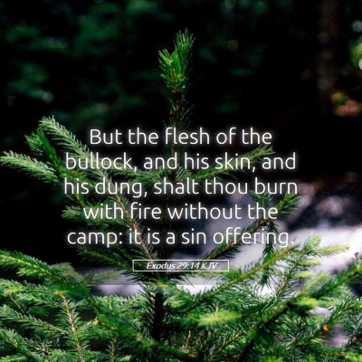 Picture 05 - Exodus 29:14 KJV - But the flesh of the bullock, and his skin, and - Bible Verse Picture