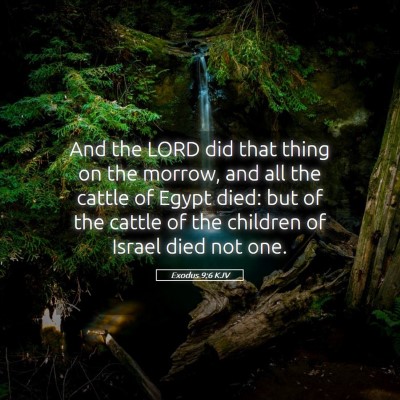 Picture 05 - Exodus 9:6 KJV - And the LORD did that thing on the morrow, and - Bible Verse Picture