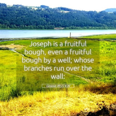 Picture 05 - Genesis 49:22 KJV - Joseph is a fruitful bough, even a fruitful bough - Bible Verse Picture