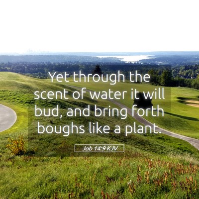 Picture 05 - Job 14:9 KJV - Yet through the scent of water it will bud, and - Bible Verse Picture