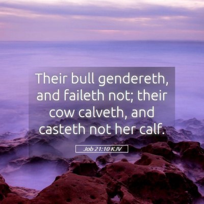 Picture 05 - Job 21:10 KJV - Their bull gendereth, and faileth not; their cow - Bible Verse Picture