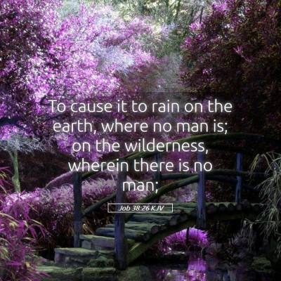 Picture 05 - Job 38:26 KJV - To cause it to rain on the earth, where no man - Bible Verse Picture
