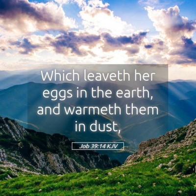 Picture 05 - Job 39:14 KJV - Which leaveth her eggs in the earth, and warmeth - Bible Verse Picture