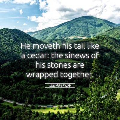 Picture 05 - Job 40:17 KJV - He moveth his tail like a cedar: the sinews of - Bible Verse Picture