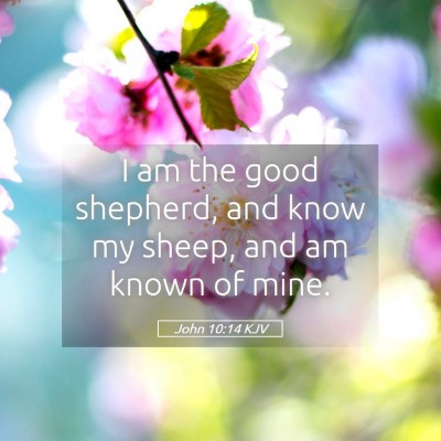 Picture 05 - John 10:14 KJV - I am the good shepherd, and know my sheep, and am - Bible Verse Picture