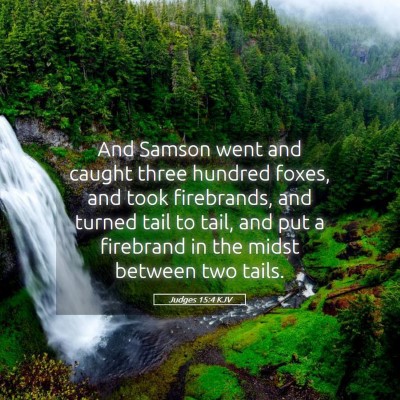 Picture 05 - Judges 15:4 KJV - And Samson went and caught three hundred foxes, - Bible Verse Picture
