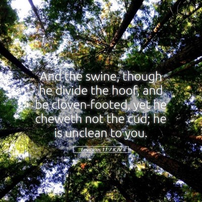 Picture 05 - Leviticus 11:7 KJV - And the swine, though he divide the hoof, and be - Bible Verse Picture