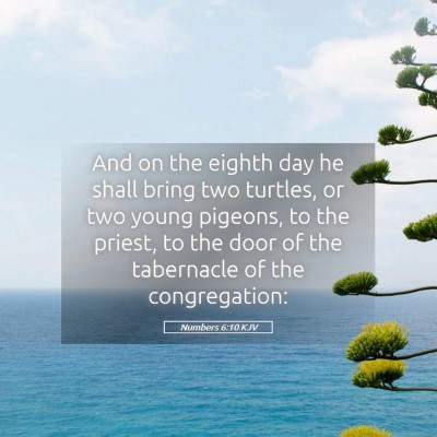 Picture 05 - Numbers 6:10 KJV - And on the eighth day he shall bring two turtles, - Bible Verse Picture