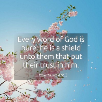 Picture 05 - Proverbs 30:5 KJV - Every word of God is pure: he is a shield unto - Bible Verse Picture