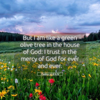 Picture 05 - Psalms 52:8 KJV - But I am like a green olive tree in the house of - Bible Verse Picture