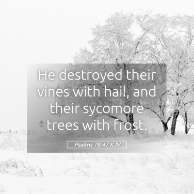 Picture 05 - Psalms 78:47 KJV - He destroyed their vines with hail, and their - Bible Verse Picture