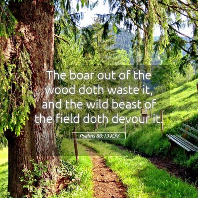 Picture 05 - Psalms 80:13 KJV - The boar out of the wood doth waste it, and the - Bible Verse Picture