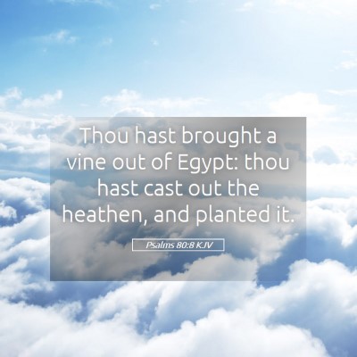 Picture 05 - Psalms 80:8 KJV - Thou hast brought a vine out of Egypt: thou hast - Bible Verse Picture