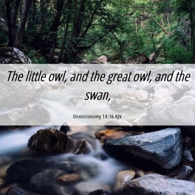 Picture 06 - Deuteronomy 14:16 KJV - The little owl, and the great owl, and the - Bible Verse Picture