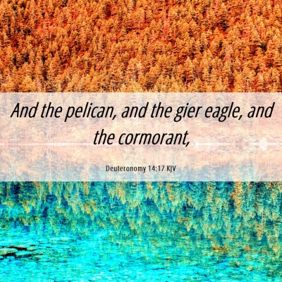 Picture 06 - Deuteronomy 14:17 KJV - And the pelican, and the gier eagle, and the - Bible Verse Picture
