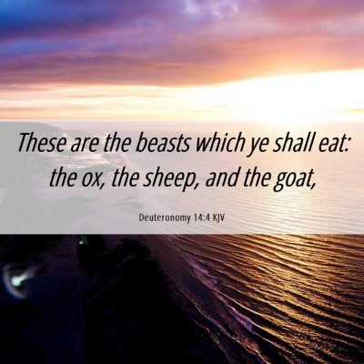 Picture 06 - Deuteronomy 14:4 KJV - These are the beasts which ye shall eat: the ox, - Bible Verse Picture