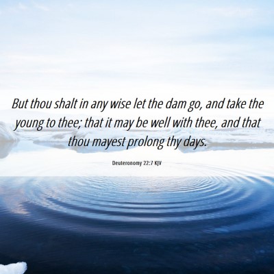 Picture 06 - Deuteronomy 22:7 KJV - But thou shalt in any wise let the dam go, and - Bible Verse Picture