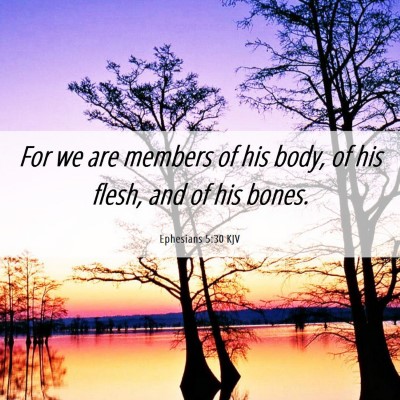 Picture 06 - Ephesians 5:30 KJV - For we are members of his body, of his flesh, and - Bible Verse Picture