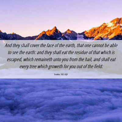 Picture 06 - Exodus 10:5 KJV - And they shall cover the face of the earth, that - Bible Verse Picture