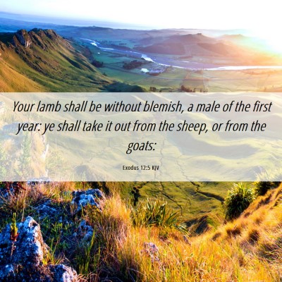 Picture 06 - Exodus 12:5 KJV - Your lamb shall be without blemish, a male of the - Bible Verse Picture