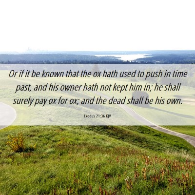 Picture 06 - Exodus 21:36 KJV - Or if it be known that the ox hath used to push - Bible Verse Picture