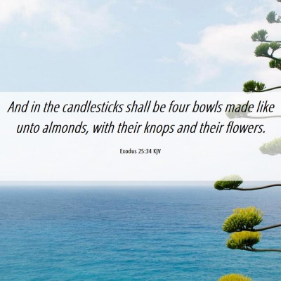 Picture 06 - Exodus 25:34 KJV - And in the candlesticks shall be four bowls made - Bible Verse Picture