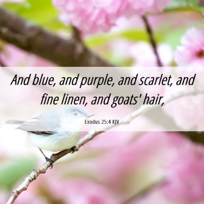 Picture 06 - Exodus 25:4 KJV - And blue, and purple, and scarlet, and fine - Bible Verse Picture