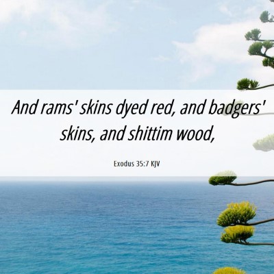 Picture 06 - Exodus 35:7 KJV - And rams' skins dyed red, and badgers' skins, and - Bible Verse Picture
