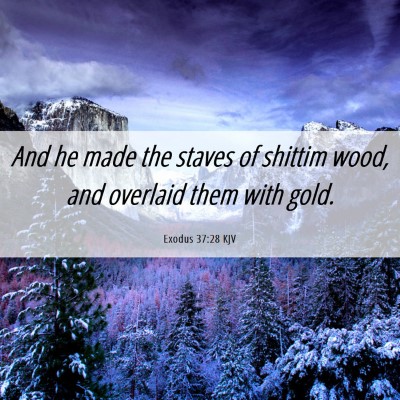 Picture 06 - Exodus 37:28 KJV - And he made the staves of shittim wood, and - Bible Verse Picture