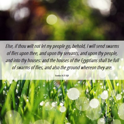 Picture 06 - Exodus 8:21 KJV - Else, if thou wilt not let my people go, behold, - Bible Verse Picture