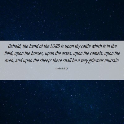 Picture 06 - Exodus 9:3 KJV - Behold, the hand of the LORD is upon thy cattle - Bible Verse Picture
