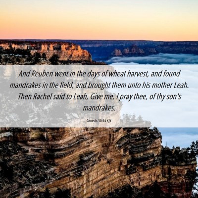 Picture 06 - Genesis 30:14 KJV - And Reuben went in the days of wheat harvest, and - Bible Verse Picture