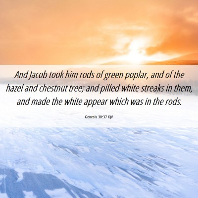 Picture 06 - Genesis 30:37 KJV - And Jacob took him rods of green poplar, and of - Bible Verse Picture