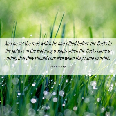 Picture 06 - Genesis 30:38 KJV - And he set the rods which he had pilled before - Bible Verse Picture