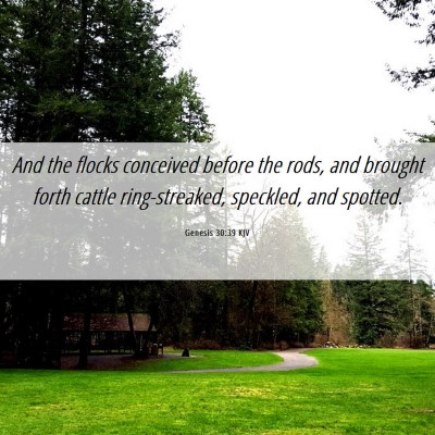 Picture 06 - Genesis 30:39 KJV - And the flocks conceived before the rods, and - Bible Verse Picture