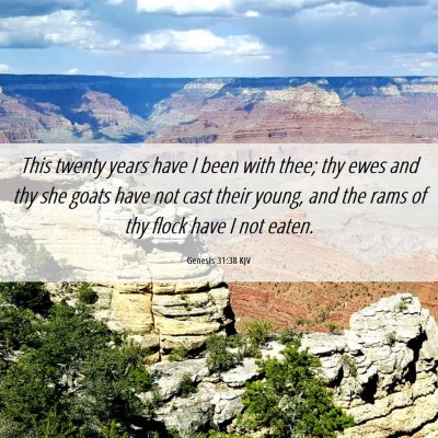 Picture 06 - Genesis 31:38 KJV - This twenty years have I been with thee; thy ewes - Bible Verse Picture