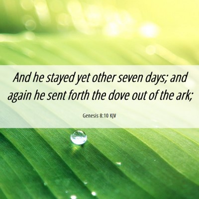 Picture 06 - Genesis 8:10 KJV - And he stayed yet other seven days; and again he - Bible Verse Picture