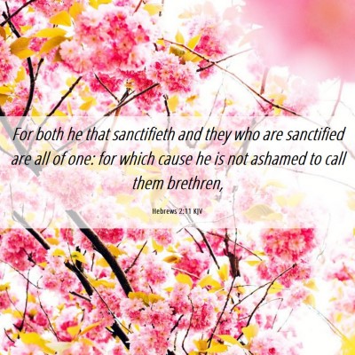 Picture 06 - Hebrews 2:11 KJV - For both he that sanctifieth and they who are - Bible Verse Picture