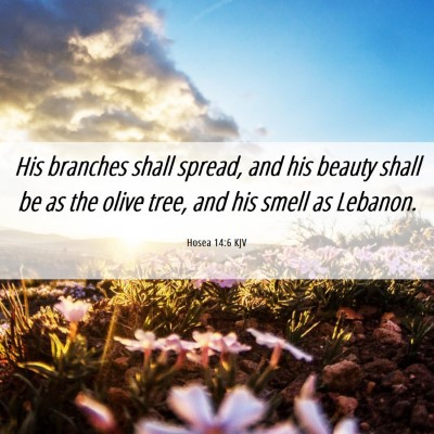 Picture 06 - Hosea 14:6 KJV - His branches shall spread, and his beauty shall - Bible Verse Picture
