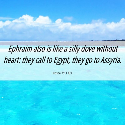 Picture 06 - Hosea 7:11 KJV - Ephraim also is like a silly dove without heart: - Bible Verse Picture