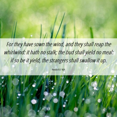 Picture 06 - Hosea 8:7 KJV - For they have sown the wind, and they shall reap - Bible Verse Picture