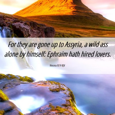 Picture 06 - Hosea 8:9 KJV - For they are gone up to Assyria, a wild ass alone - Bible Verse Picture