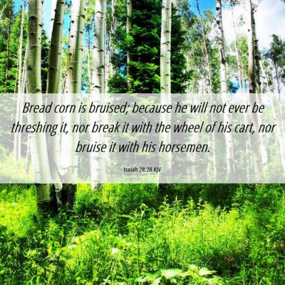 Picture 06 - Isaiah 28:28 KJV - Bread corn is bruised; because he will not ever - Bible Verse Picture