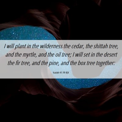 Picture 06 - Isaiah 41:19 KJV - I will plant in the wilderness the cedar, the - Bible Verse Picture