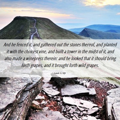 Picture 06 - Isaiah 5:2 KJV - And he fenced it, and gathered out the stones - Bible Verse Picture