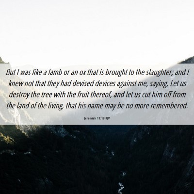 Picture 06 - Jeremiah 11:19 KJV - But I was like a lamb or an ox that is brought to - Bible Verse Picture