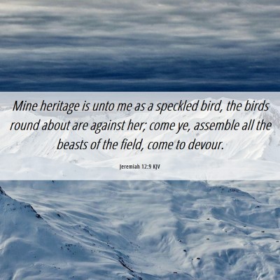 Picture 06 - Jeremiah 12:9 KJV - Mine heritage is unto me as a speckled bird, the - Bible Verse Picture