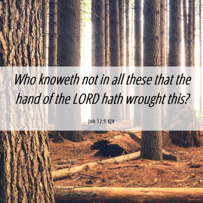 Picture 06 - Job 12:9 KJV - Who knoweth not in all these that the hand of the - Bible Verse Picture